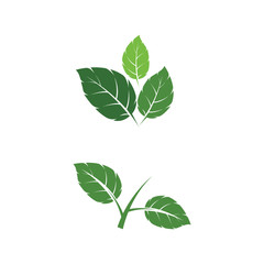 Naklejka na ściany i meble Leaf Mint Logo Template vector symbol
