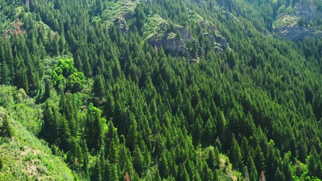 We fly towards a mountainside full of pine trees in Utah Uinta National Forest