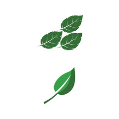 Leaf Mint Logo Template vector symbol