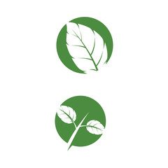 Leaf Mint Logo Template vector symbol