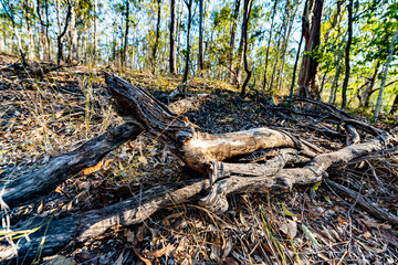 old tree in the forest
