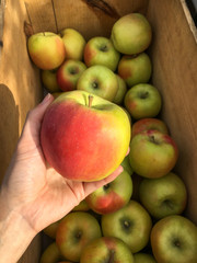 holding an apple