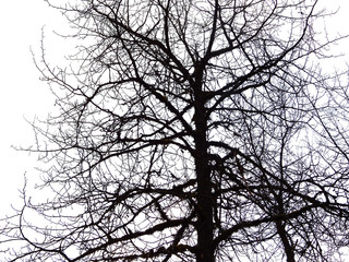 Obraz premium Winter trees in silhouette against white