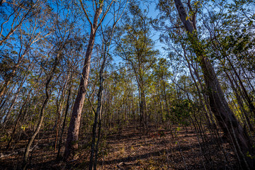 autumn in the forest