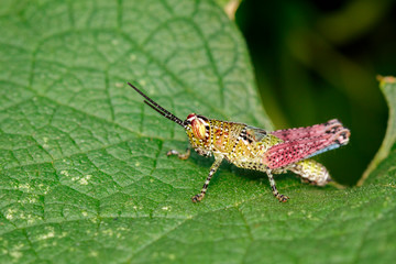 Image of grasshopper on the green leaf., Insect. Animal.
