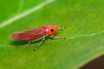 Image of red leafhopper (Bothrogonia sp.,Cicadellidae/Homoptera) on green leaves. Insect. Animal