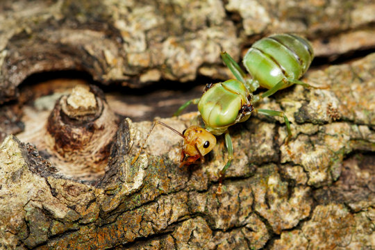 Image of the queen of ants on tree. weaver ant queen. Insect. Animal