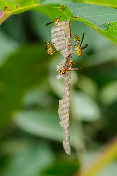 Image of an Apache Wasp (Polistes apachus) and wasp nest on nature background. Insect. Animal