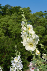 黄色いタチアオイ