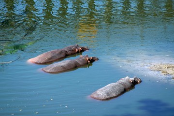 Three hippos in the zoo