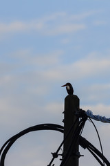 beautiful bird in nature