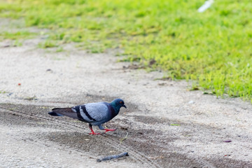 beautiful bird in nature