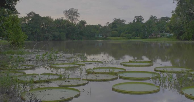 A Lot of Water Lilies in the Large River in the Amazon Rainforest near Tiny Houses and a Bird Flapping its Wings in Pando / Bolivia