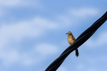 beautiful bird in nature