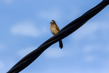 beautiful bird in nature