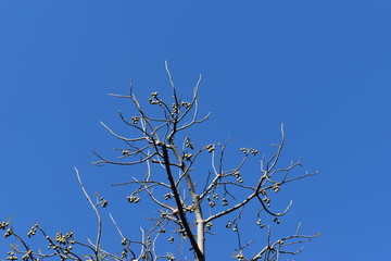 Obraz premium branches of a tree under blue sky