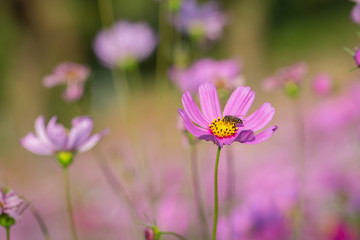 Colorful Pink and red cosmos flowers in the garden