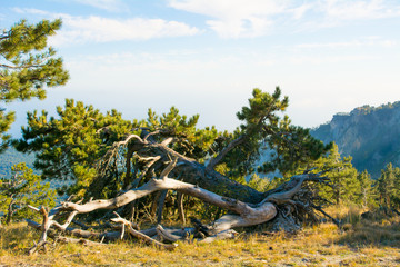 Fototapeta premium Felled pine on Ai-Petri mountain