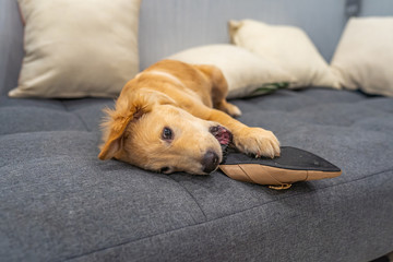 Naughty golden puppy biting and playing with a shoe 