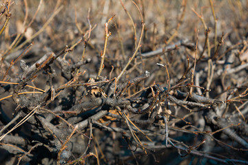 Abstract Branches 
