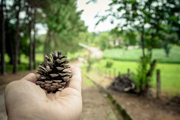 Pine cones in hand with pine tree