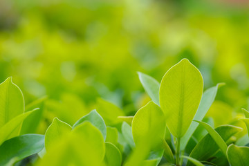 Closeup of fresh leaves on green nature