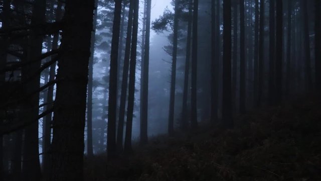 Scary haunted forest with big trees and fog.