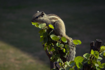 Chipmunk on the bush
