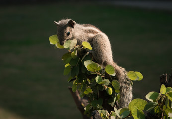 Cute chipmunk nuzzles the leaves 