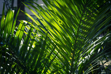Fototapeta na wymiar Green tropical leaves