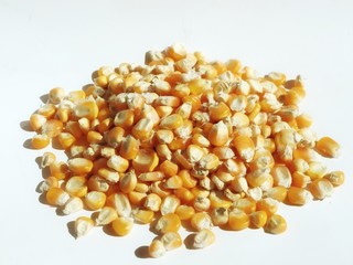 Yellow corn kernels on a white background