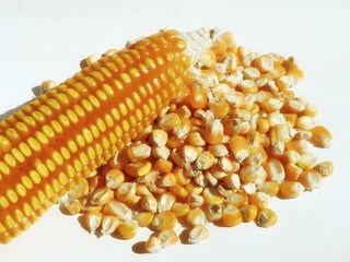 Yellow corn kernels on a white background