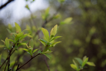 Early spring green bush