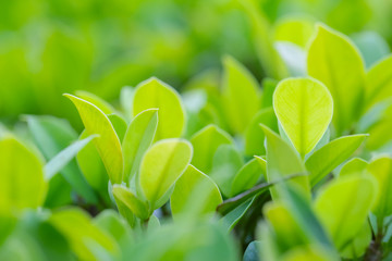 Obraz premium Closeup of fresh leaves on green nature