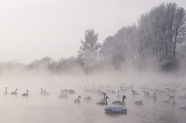 Whooper swans Altai Russia
