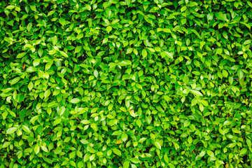 Green Leaves nature background