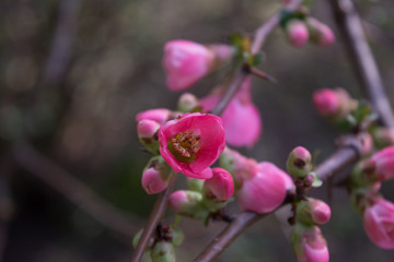 Spring pink flowers and buds