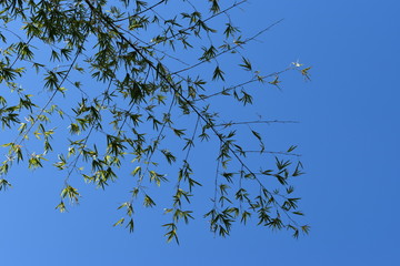 background with branches and leaves of bamboo