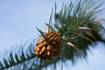 Green pine with cones