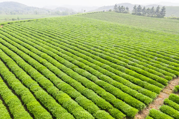 tea plantation landscape