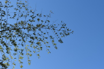 Obraz premium branches of bamboo under blue sky