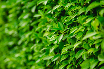 Green Leaves nature background