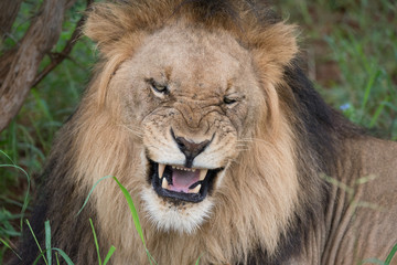 Smiling Lion © Mary Wilson