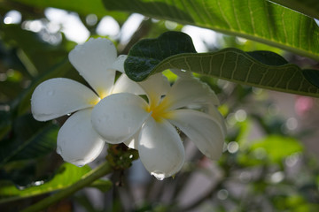 White frangipani
