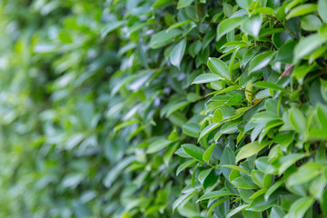 Green Leaves nature background