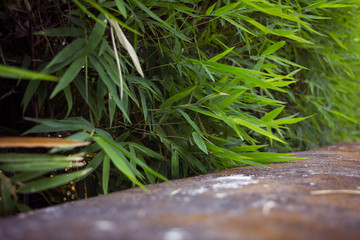 Tropical bushes