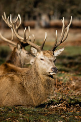 Deer