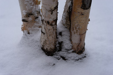 Canada Winter