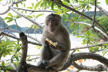 Monkey eating banana