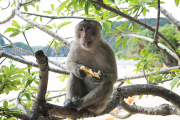 Monkey on the monkey island in Halong bay. Monkey showing tongue.Monkey eating banana